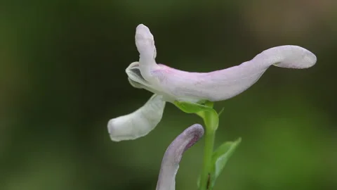 Corydalis flower closeup macro Stock Footage 148552871