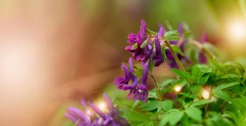 Corydalis flower. First spring violet flower blooming in the forest. Spring Stock Photos