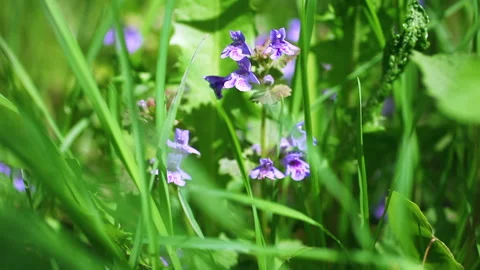 Corydalis flower 库存影片 112719017