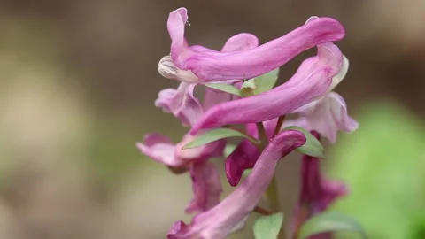 Corydalis flower macro 2 Stock Footage 148552822