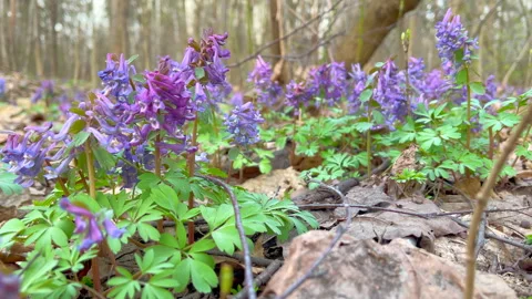 Corydalis flowers Stock Footage 302721847