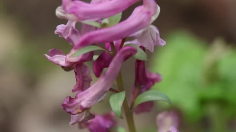 Corydalis flowers macro Stock Footage 148552656