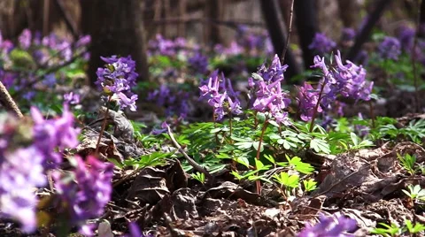 Corydalis flowers in the woods Video stock 67156610