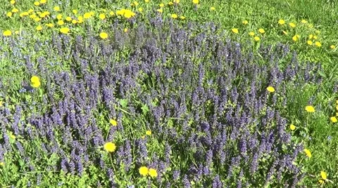 Corydalis Nepatica Stock Footage 59893080