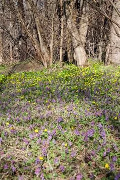 Corydalis solida and Marsh Marigold (Caltha palustris) in sping forest. Gener Stock Photos