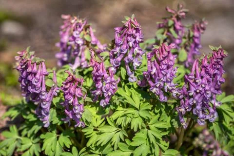 Corydalis solida close-up Stock Photos