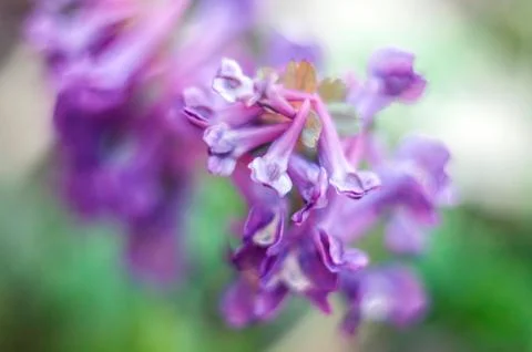 Corydalis solida, the first spring flowers of the family of lucerne. Stock Photos