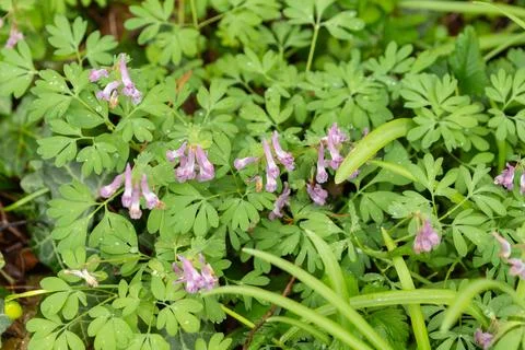 Corydalis solida flowers blooming in spring garden Stock Photos