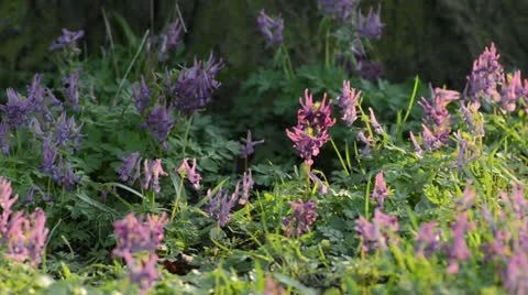 Corydalis solida Stock Footage 12456630