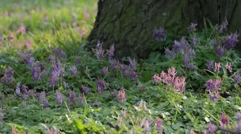 Corydalis solida Stock Footage 12456637