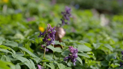 Corydalis solida in forest, spring blossom flowers in forest, macro shot Stock Footage 89402627