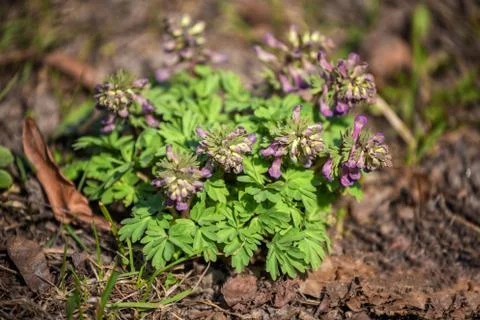 Corydalis solida Foto stock