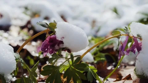 Corydalis solida plant also called fumewort or bird-in-a-bush flowers. Video stock 241587413