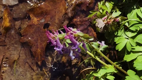 Corydalis solida plant also called fumewort or bird-in-a-bush flowers. Stock Footage 241587418