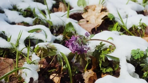 Corydalis solida plant also called fumewort or bird-in-a-bush flowers.  Stock Footage 241587530