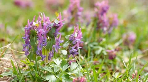 Corydalis spring flowers Stock Footage 22149882