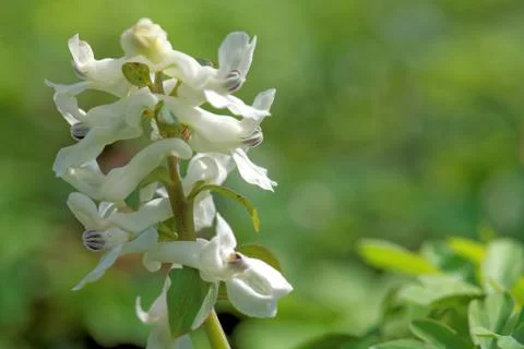 Corydalis white flowers Stock Photos