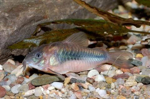 Corydoras catfish Stock Photos