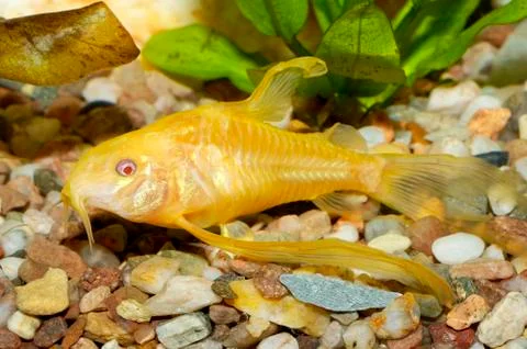 Corydoras fish Foto stock
