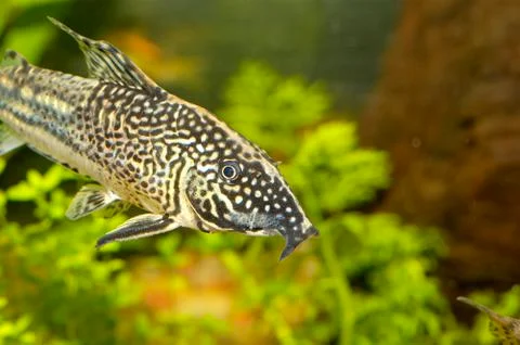 Corydoras fish 스톡 사진