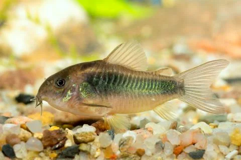 Corydoras fish Foto stock