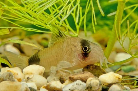 Corydoras panda Stock Photos