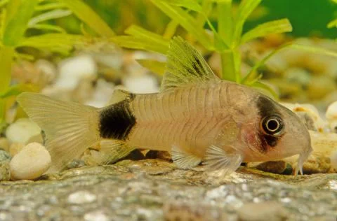 Corydoras panda Stock Photos