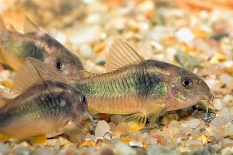 Corydoras 스톡 사진