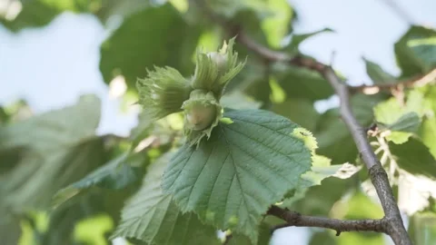 Corylus Avellana Close-up with Bug on Leaf Stock Footage 248890676