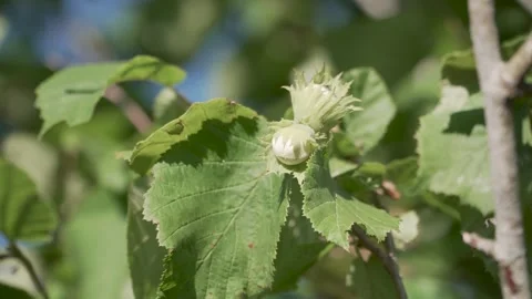 Corylus Avellana Close-up Stock Footage 248890677