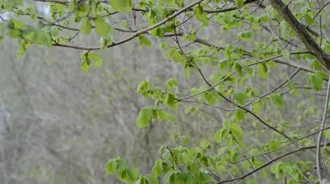 Corylus avellana Stock Footage 12504828