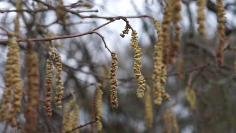 Corylus avellana (Hazel) branch with multiple catkins moving in wind Stock Footage 234767810