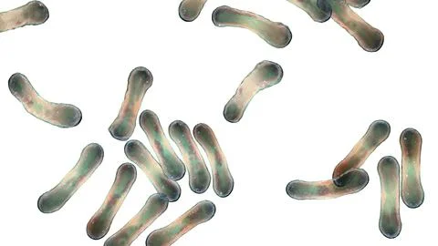 Corynebacterium bacteria, Gram-positive rod-shaped bacterium that causes diph Stock Illustration