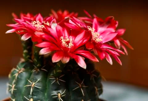 Coryphantha Stock Photos