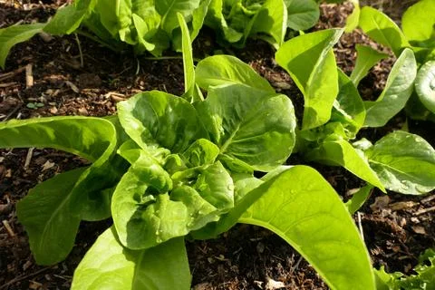 Cos Lettuce Stock Photos