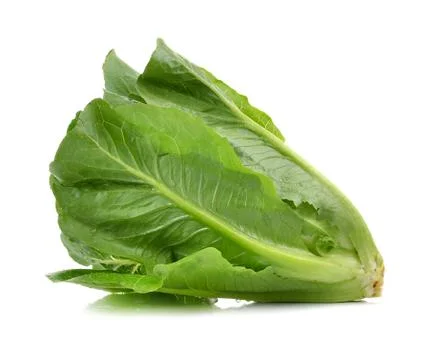 Cos Lettuce on White Background Stock Photos