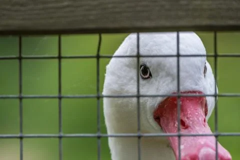 Coscoroba Swan facing forward looking through the fence. Stock Photos