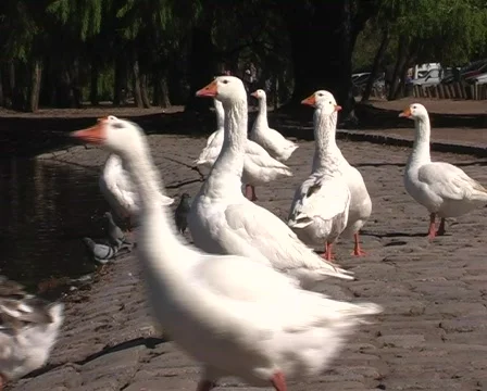 Coscoroba swans Stock Footage 277557