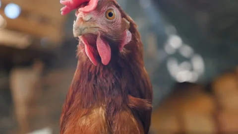 Cose-up of a brown chicken. Red cockscomb. Slow motion. HD Stock Footage 124641411