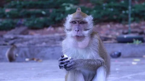 Cose up of a Monkey in eating Thailand Stock Footage 171401581
