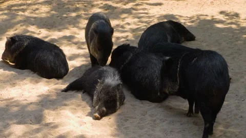 Cose up of Peccary pigs Stock Footage 143199534