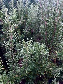 Cose up of pine needles Stock Photos