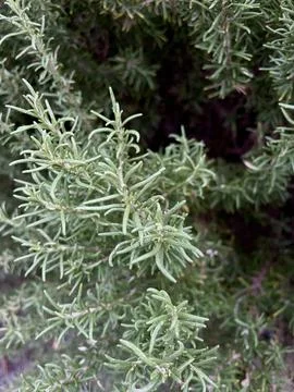 Cose up of pine needles Stock Photos