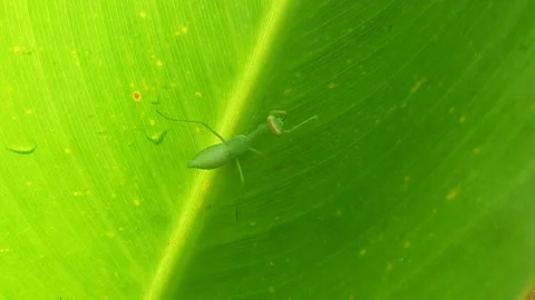 Cose-up Of A Praying Mantis Ambush Sitting In Cover Of Green Leaf Lurking Stock-Footage 162073563