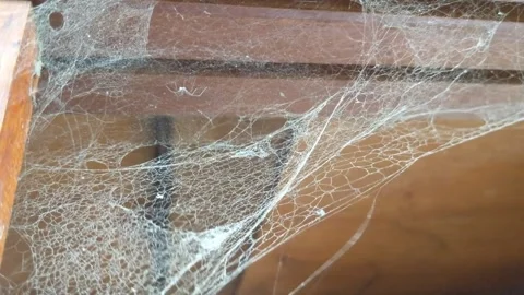Cose up of spiderweb blowing in wind Stock Footage 282242349