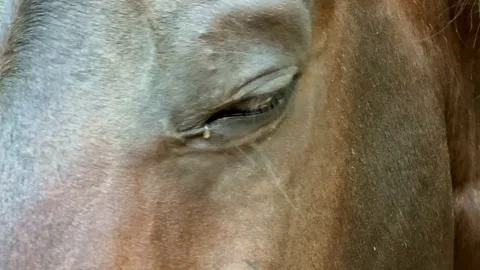 Cose-up view of a horse’s eye, showcasing the animal’s detailed skin texture Stock Footage 315117649