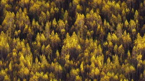 Cosis Stock Footage 143596117