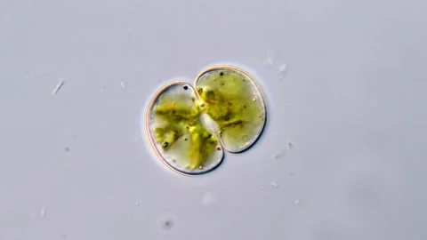 Cosmarium algae with Brown motion of crystal, microscope 1000x Vídeos de archivo 311037671