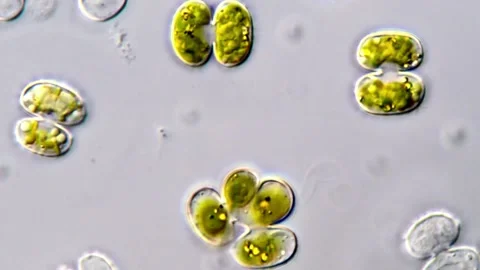 Cosmarium algae cells under microscope, 1000x magnification 库存影片 311038111