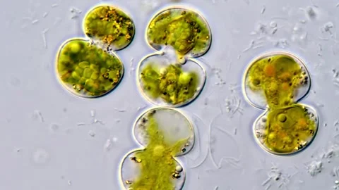 Cosmarium algae in culture media, microscope 1000x 스톡 동영상 311037576